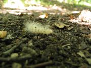 Caterpillar